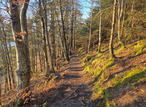 Dodd Wood, forest in Eden, mystical woodlands