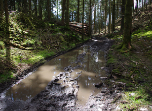 Great Knott Wood, forest in Eden, mystical woodlands