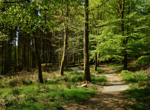 Grizedale Forest, forest in Eden, mystical woodlands