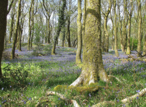Stavely Woodlands, forest in Eden, mystical woodlands
