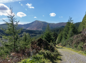 Whinlatter Forest, forest in Eden, mystical woodlands